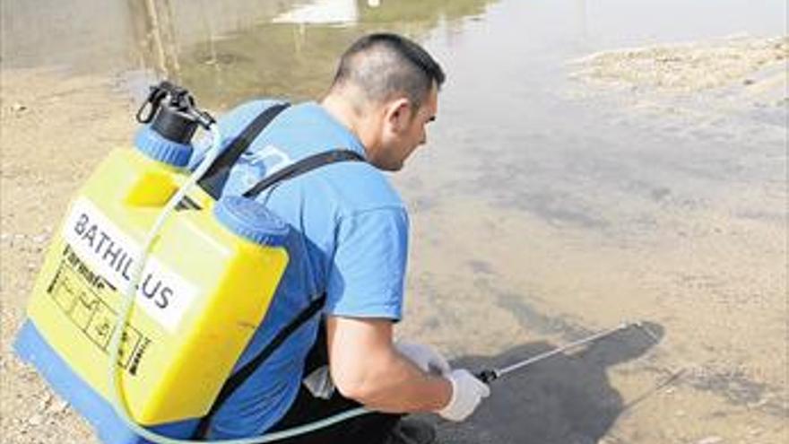 Diputación premia a los municipios con una ordenanza antimosquitos