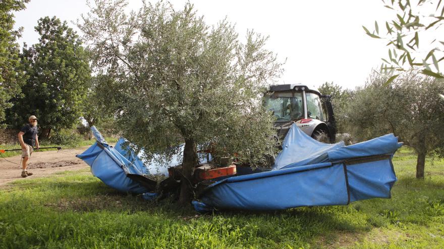 So läuft die Ernte in den Feldern von Edel-Olivenölhersteller Aubocassa bei Manacor