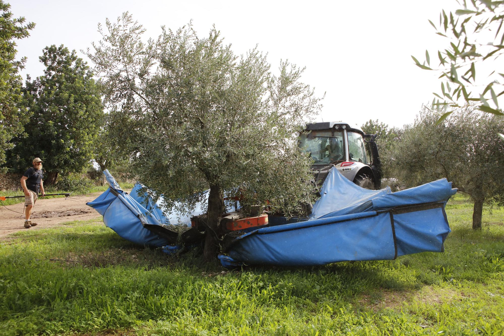 Ernte in den Feldern von Edel-Olivenölhersteller Aubocassa bei Manacor