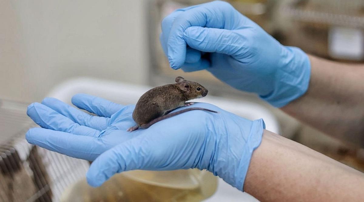 Un ratón en un laboratorio