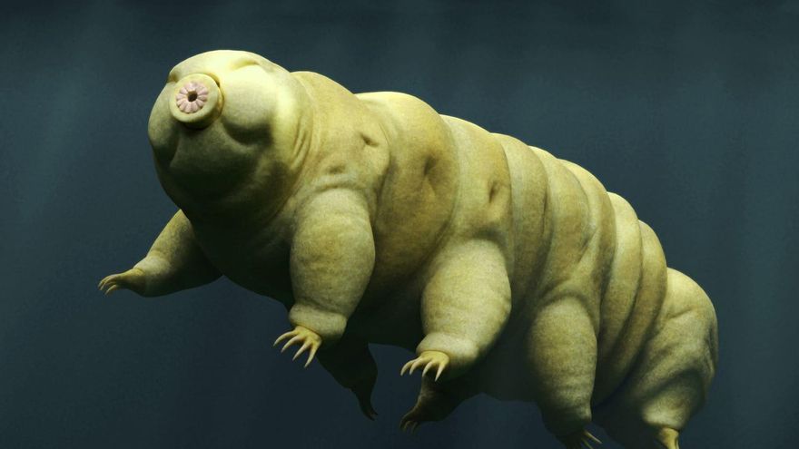 La increíble historia de los seres vivos enviados a la Luna de forma clandestina