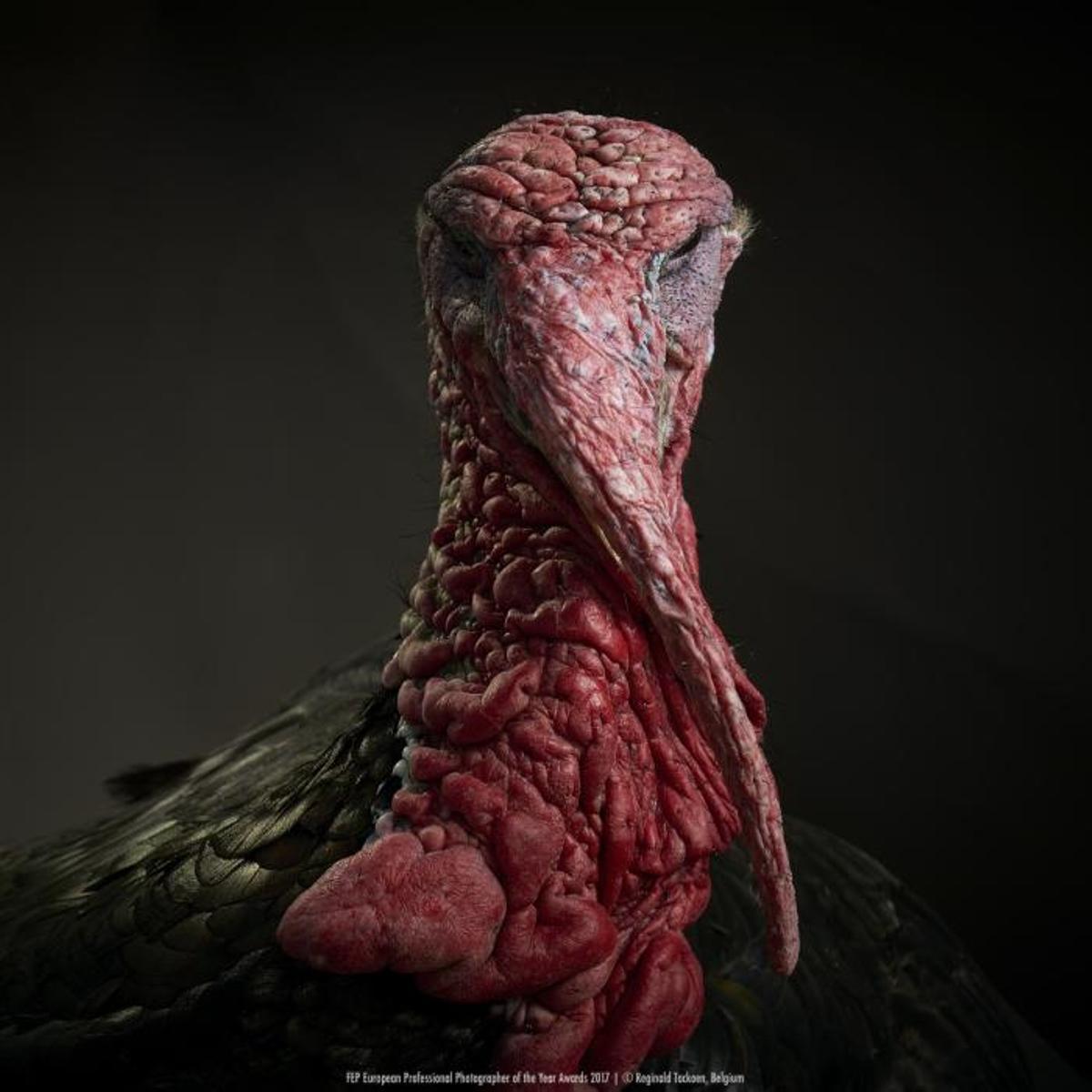 European Professional Photographer of the Year Awa