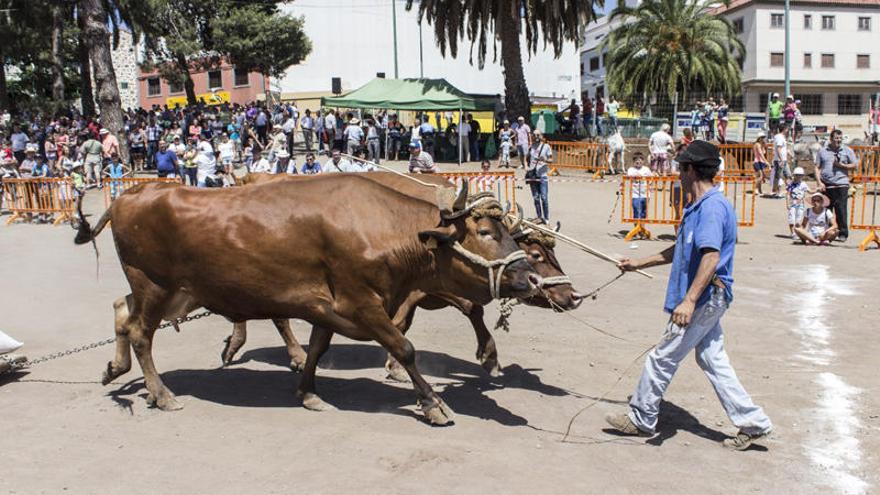 La feria de ganado de la Fiesta del Agua contará con 200 cabezas de ganado