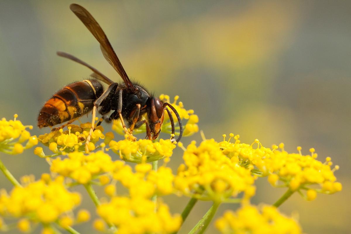 Avispa asiática