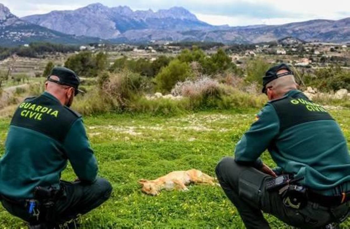 Investigan a seis cazadores por el envenenamiento de 14 perros en la Marina Alta