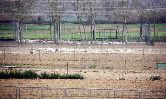 Granja propera a on s'ha detecat el nou cas de grip aviària