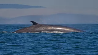 Ballenas en Galicia: la "masificación turística" más deseada