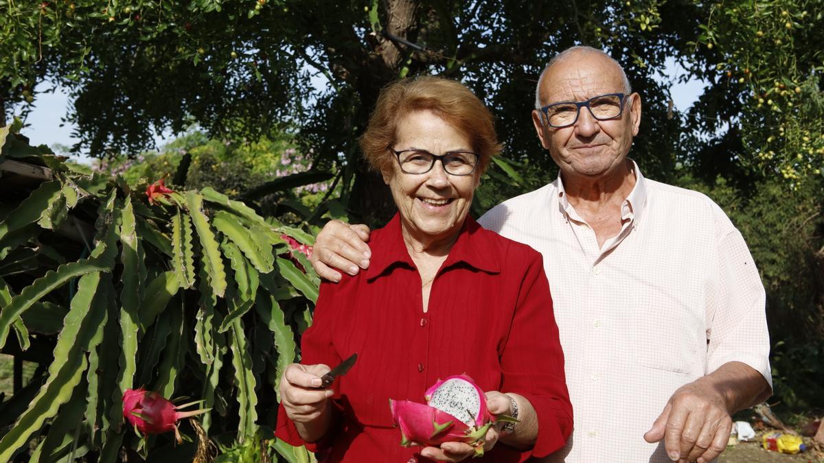 Magdalena Vallespir und Amador Font vor ihrem wild wuchernden Blattkaktus. Die Frucht wird halbiert, die Schale abgezogen.