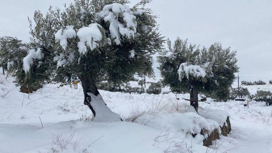 Olivos repobladores en Oliete