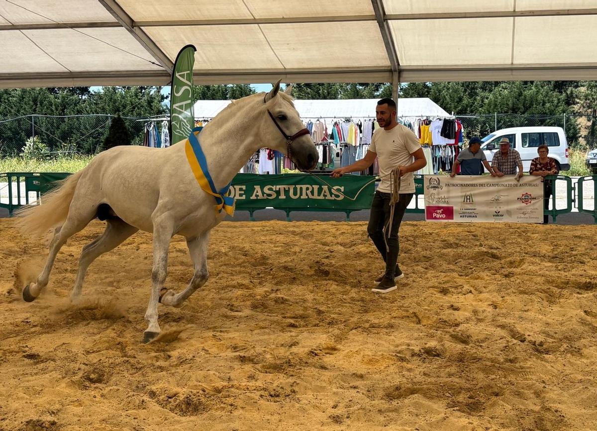 Tineo reúne a los mejores ejemplares de pura raza española y cruzados en su concurso caballar