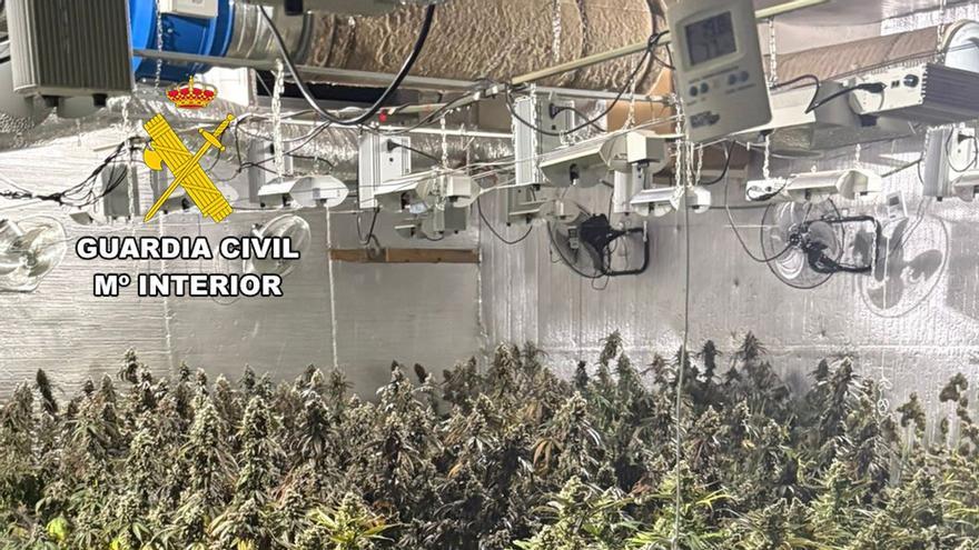 Guardia Civil desmantela en Abanilla un grupo delictivo que cultivaba gran cantidad de marihuana