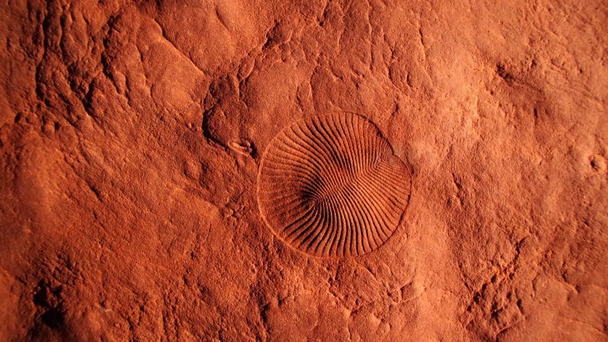 Impresiones de los fósiles del Parque Nacional Nilpena Ediacara en Australia del Sur.