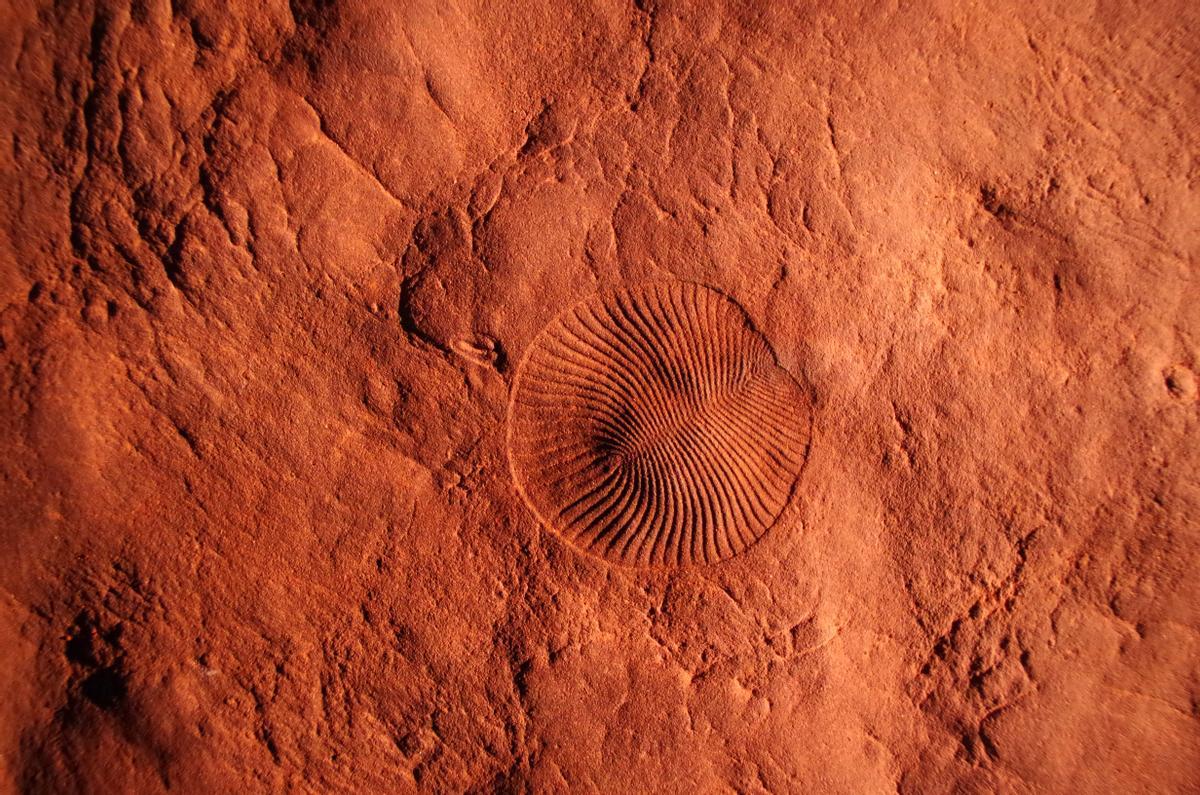 Impresiones de los fósiles del Parque Nacional Nilpena Ediacara en Australia del Sur.