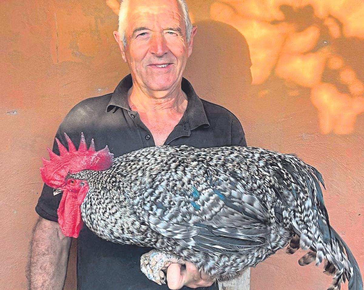 El criador Pedro Rivero, con un espactacular gallo jabado.
