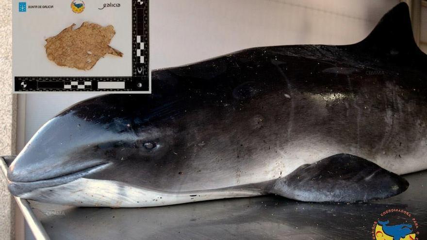 El arroaz que apareció en la playa de A Ostreira tenía plástico en su estómago
