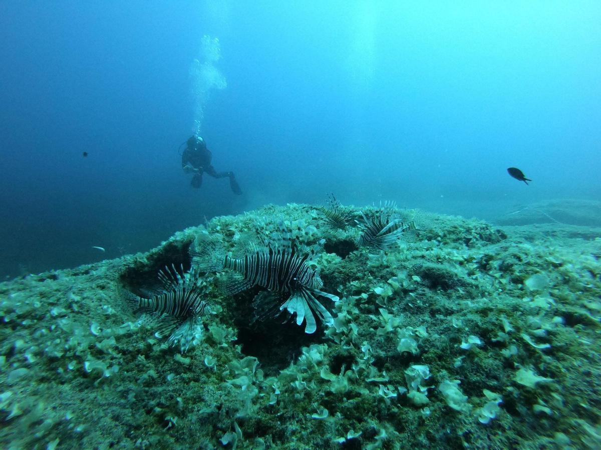 Un submarinista observa a un grupo de peces león.