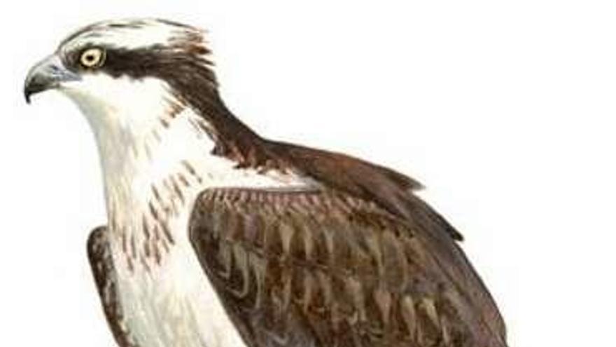 Águila pescadora. // SEO-BirdLife