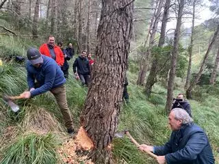 Sant Antoni: Pollença prohíbe fumar y tirar petardos durante el recorrido del Pi