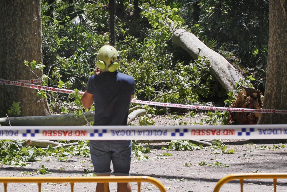 Tanquen fins dilluns els Jardins de la Devesa per la caiguda d''un plàtan