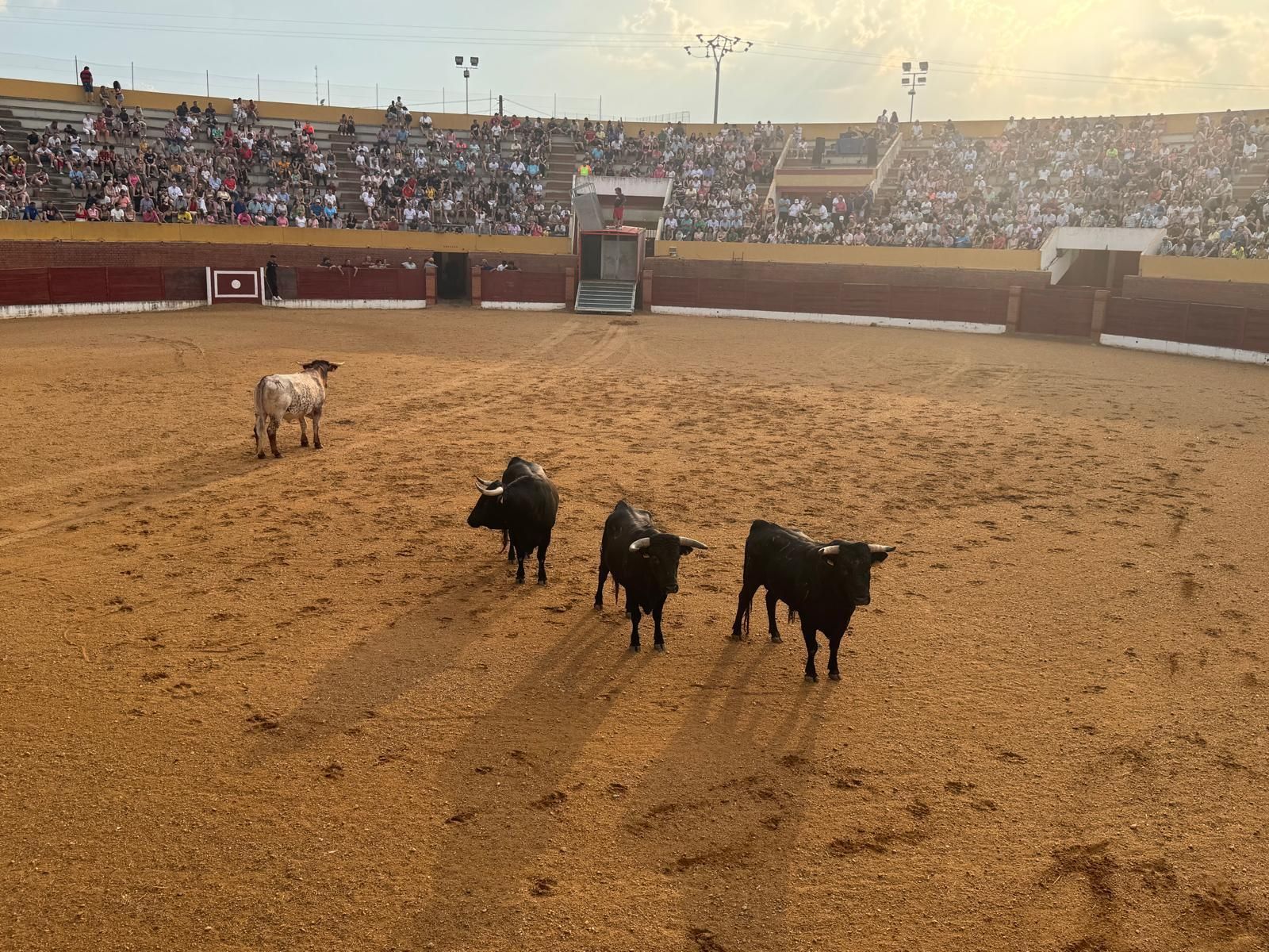GALERÍA | Presentación de los toros de las fiestas de Fuentesaúco