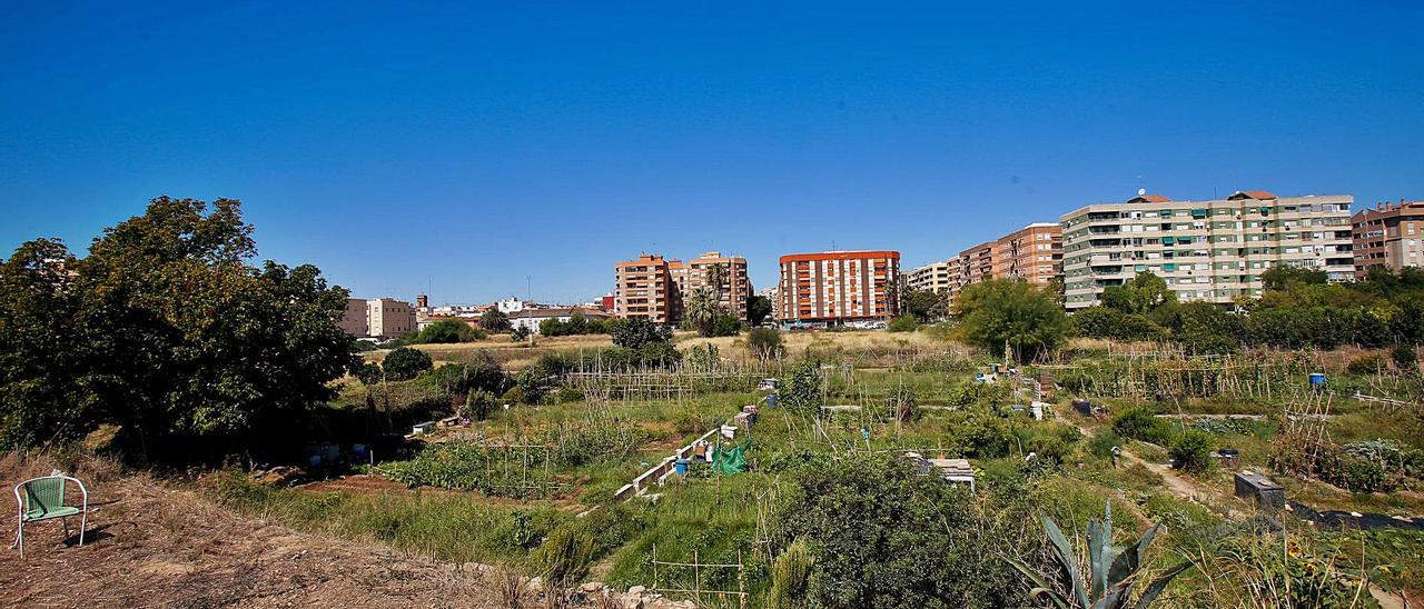 Terrenos del PAI de 
Benimaclet ocupados por 
huertos urbanos . e ripoll