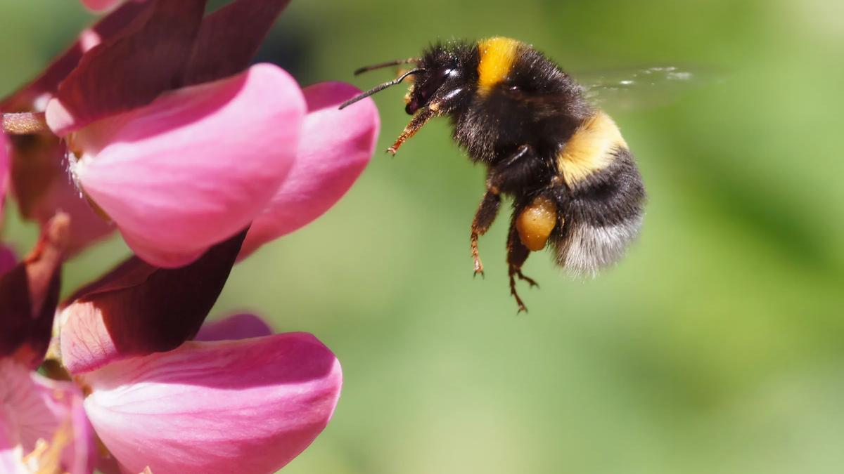 Los abejorros inventan un sistema para defenderse de la avispa asiática