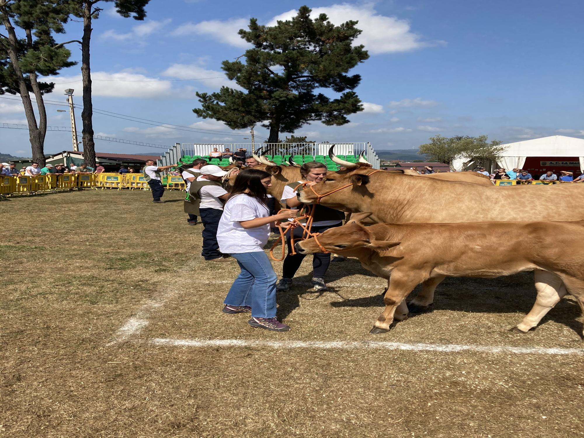 El concurso de ganado de Llanera fue todo un éxito: aquí tienes algunas de las reses ganadoras