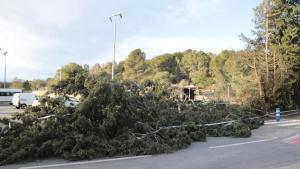 Un arbre caigut pel temporal de vent a Mont-roig del Camp