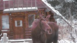 Un alce delante de una cabaña en Alaska.