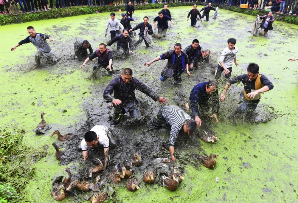 Varias personas intentan coger patos para seguir con la tradición china en Jianhe.