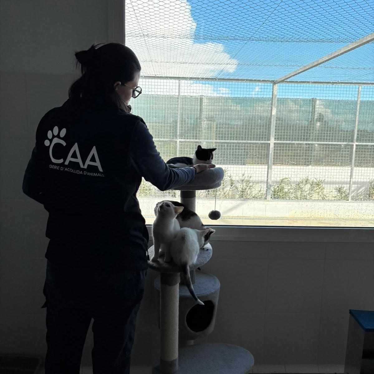 Una voluntaria del refugio mancomunado atiende a unos gatos.