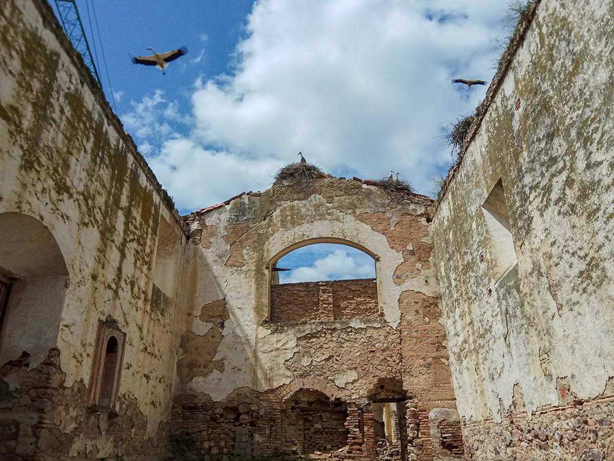 Un convento extremeño, principal refugio del cernícalo primilla en España