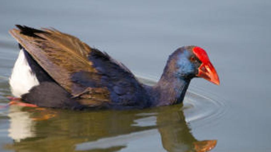 Un cazador mata un ave en extinción en l&#039;Albufera