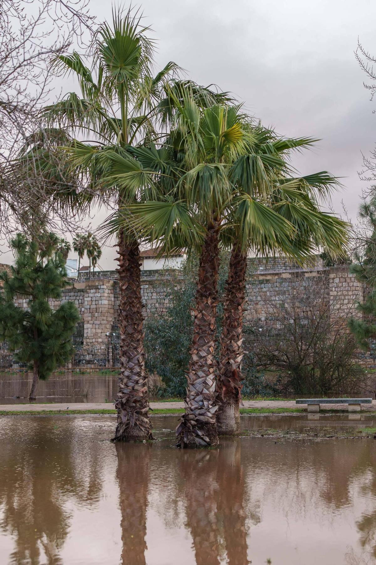 Fotogalería | Así se encuentra este viernes la isla de Mérida tras la subida que ha experimentado el caudal del Guadiana
