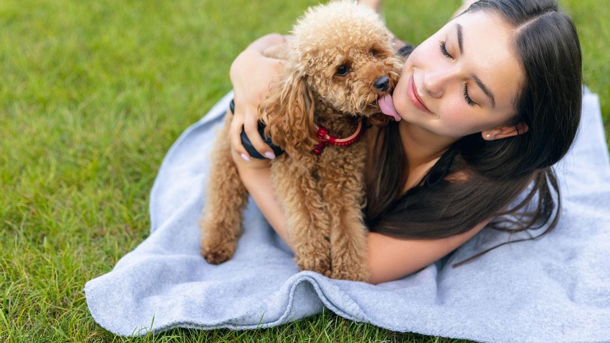 Los Caniche Toy son una de las razas de perros pequeños más tranquilos