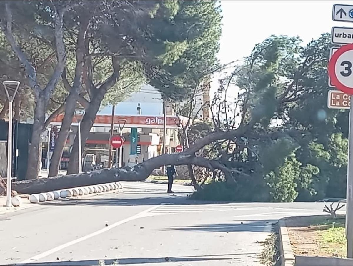 Árbol caído a la entrada de Orpesa.