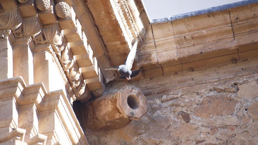 Lorca declara la guerra a las palomas