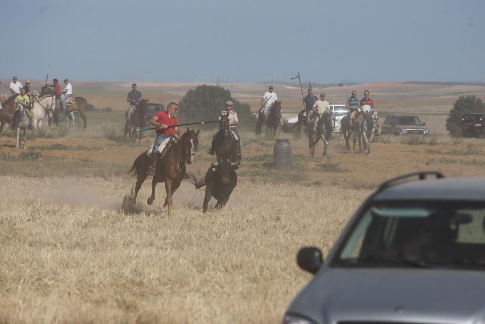 Encierro campero Coreses