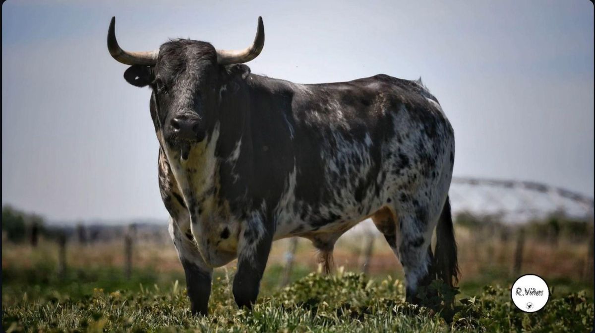 &quot;Carcelero&quot;, el astado elegido para el VII Toro de Cajón de San Isidro en Villafáfila