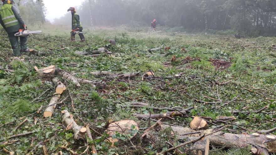 Indignación en Teis por la tala masiva de árboles autóctonos en A Madroa
