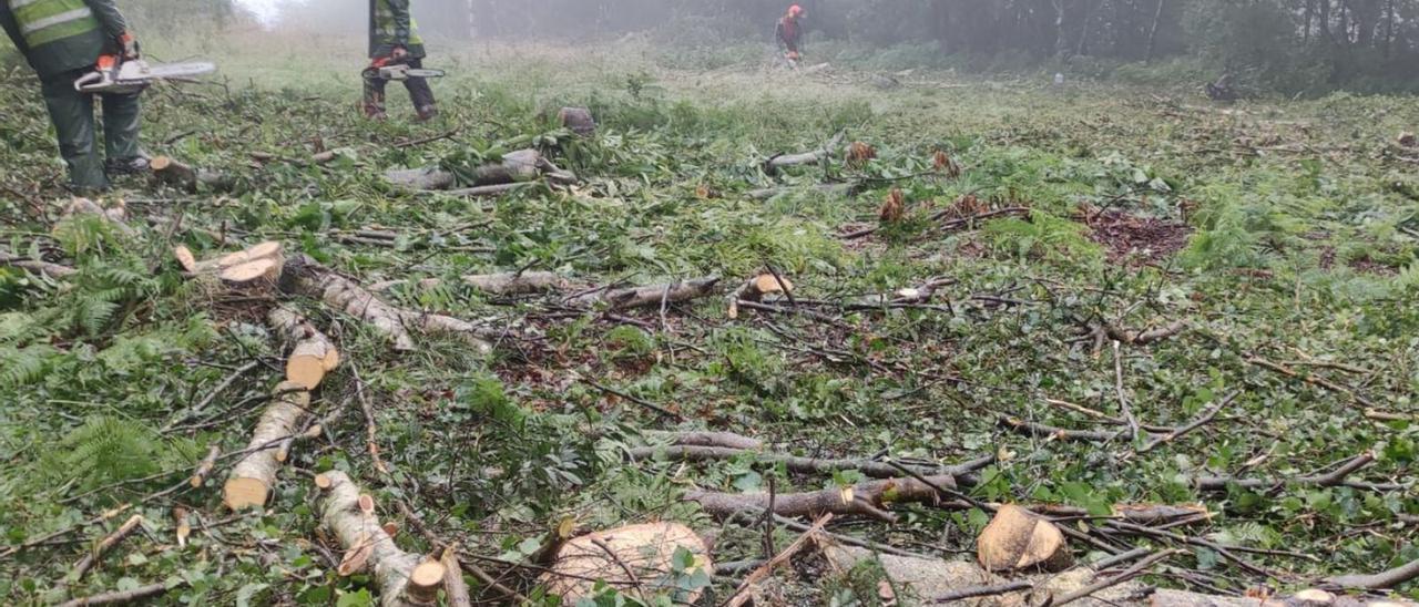 Indignación en Teis por la tala masiva de árboles autóctonos en A Madroa -  Faro de Vigo