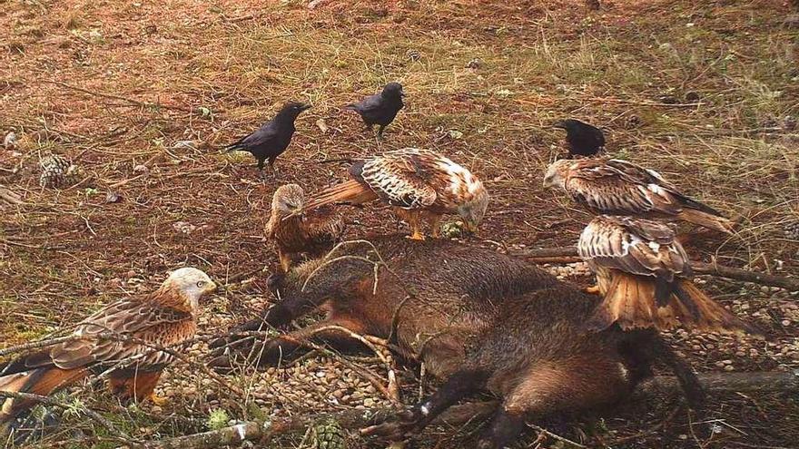 Un grupo de milanos y cuervos tratan de sacar provecho de un jabalí muerto en Tierra del Pan.