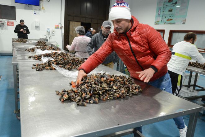 La subasta del percebe de Agoeiro en la lonja de Cangas