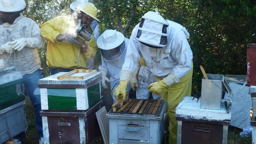 Criar abejas reina tiene futuro
