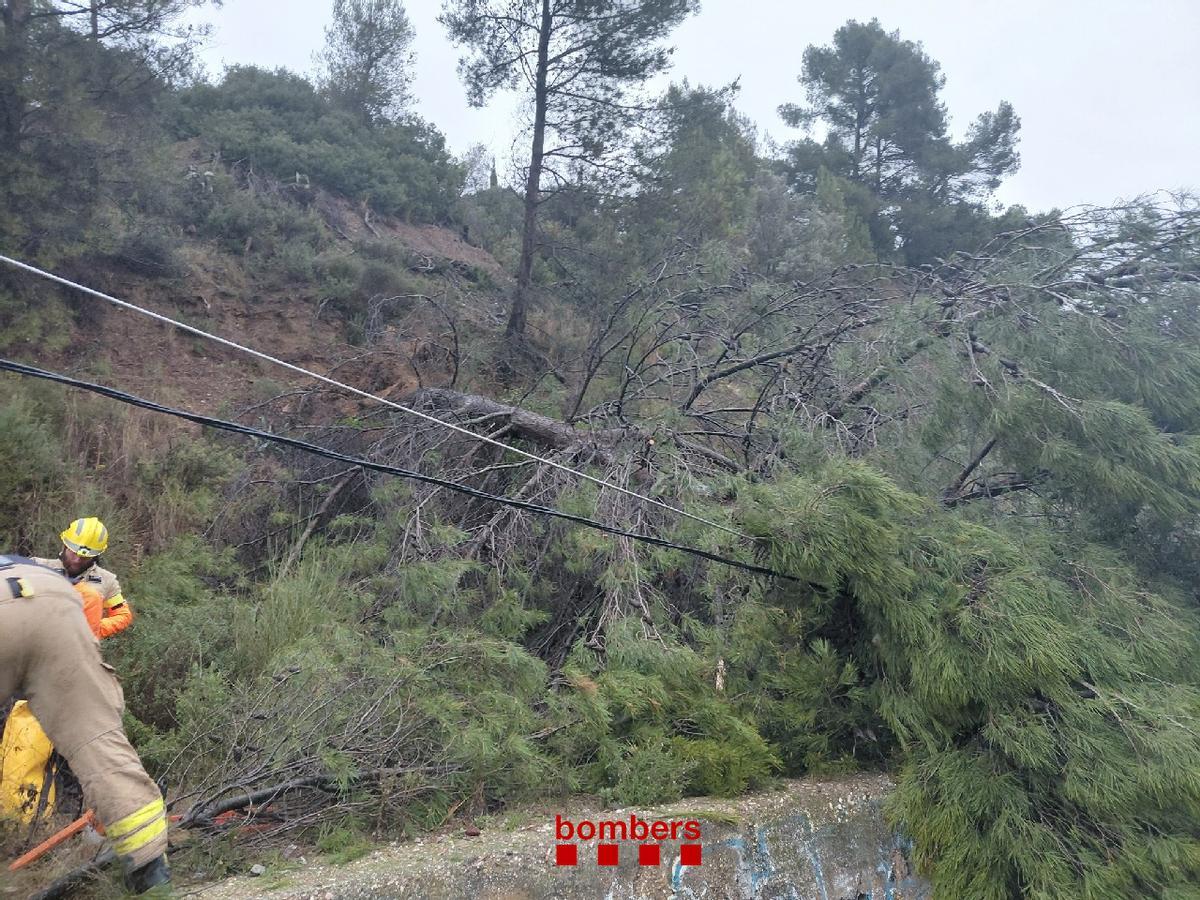 Retirada de l'arbre caigut a la via
