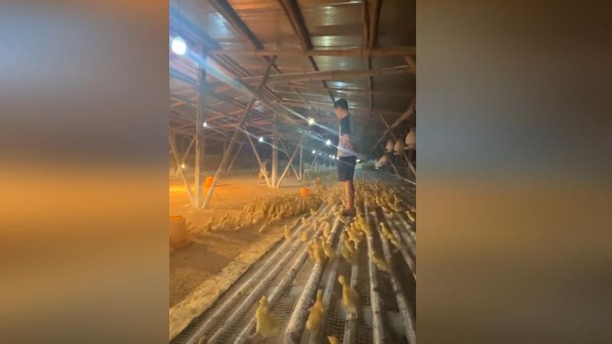 Vídeo viral: Cientos de patitos siguen al pie de la letras las órdenes de su dueño