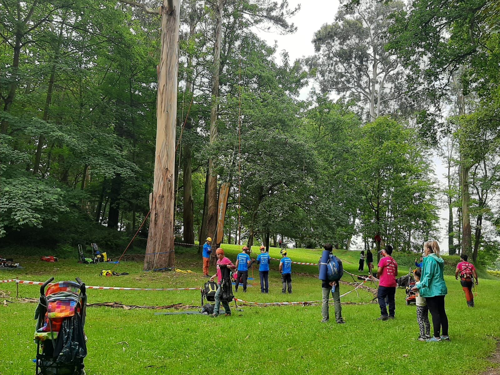 Así son los campeonatos de trepa a los árboles: Lugones alberga el certamen nacional