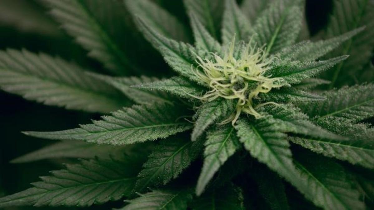 Planta de marihuana.