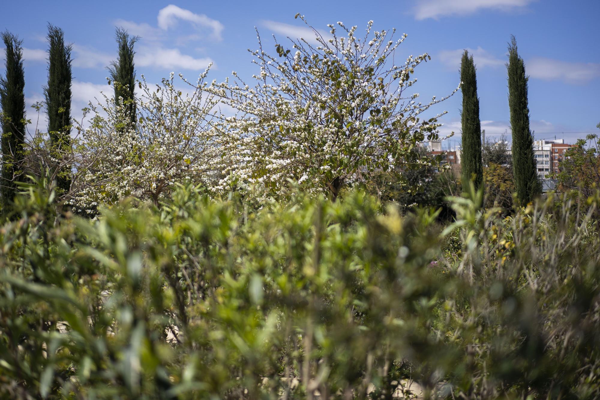 La primavera toma València