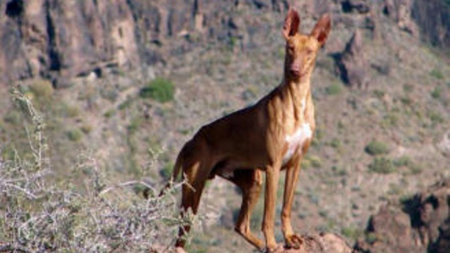 Podenco canario.